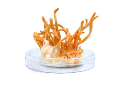 Cordyceps Militaris