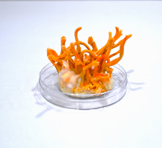Cordyceps Militaris