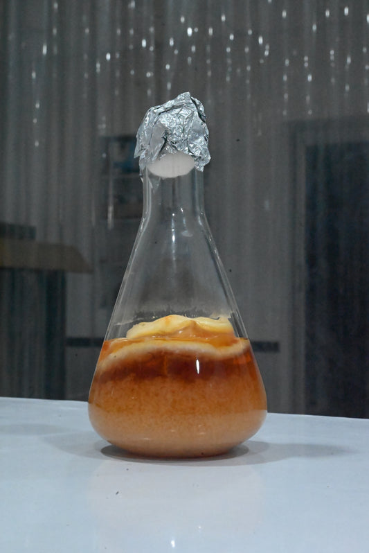 Cordyceps Liquid Spawn