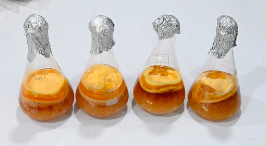 Cordyceps Liquid Spawn